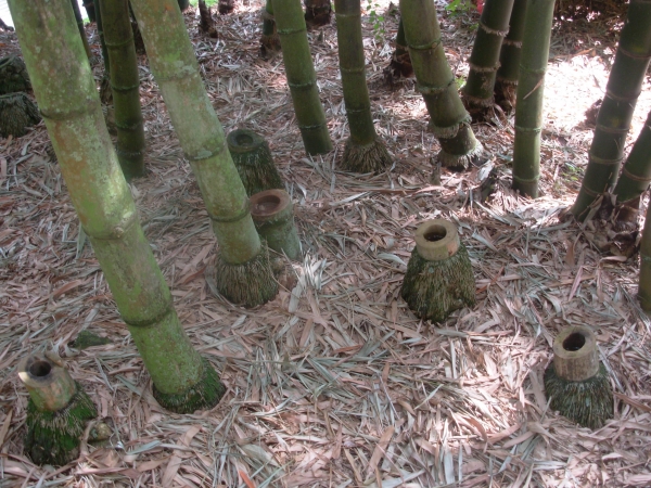 Creation of Bamboo Blowing Bright Bubbles: Step 1